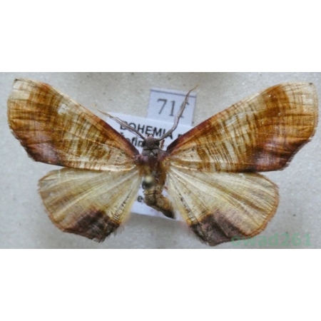 Plagodis dolabraria (Linnaeus, 1767) Nakreślik dębowiec Czech71f